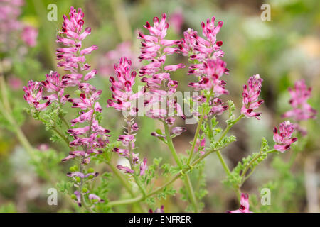 Gemeinsamen Erdrauch (Fumaria Officinalis), Burgenland, Österreich Stockfoto