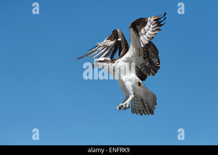 Fischadler (Pandion Haliaetus) während des Fluges, Everglades-Nationalpark, Florida, USA Stockfoto