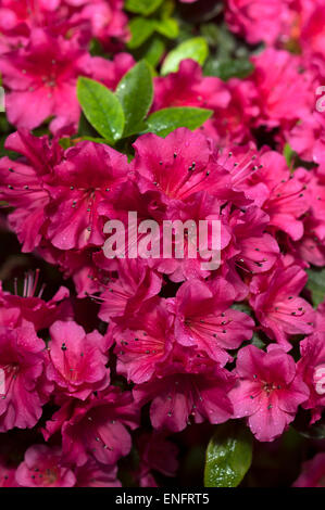 Rhododendron-Blüten (Rhododendron SP.), Bayern, Deutschland Stockfoto