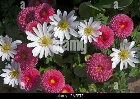 Balkan-Anemonen (Anemone Blanda) und Gänseblümchen (Bellis Perennis), Bayern, Deutschland Stockfoto