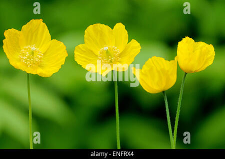 Gelb, Island-Mohn (Papaver Nudicaule), North Rhine-Westphalia, Deutschland Stockfoto