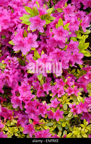 Rosa Blumen Rhododendron (Rhododendron sp), North Rhine-Westphalia, Germany Stockfoto