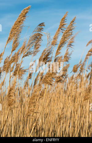 Schilf gegen blauen Himmel, Lake Nationalpark Neusiedlersee, Burgenland, Österreich Stockfoto