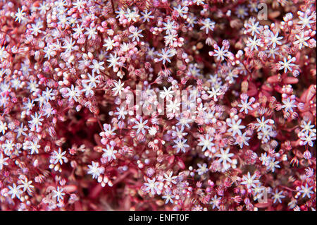 Sky Stone-Ernte (Sedum Caeruleum), Malta Stockfoto