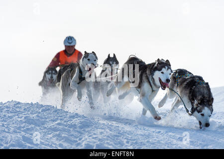 Schlittenhunde-Rennen, Schlittenhunde-Team in Winterlandschaft, Unterjoch, Oberallgäu, Bayern, Deutschland Stockfoto