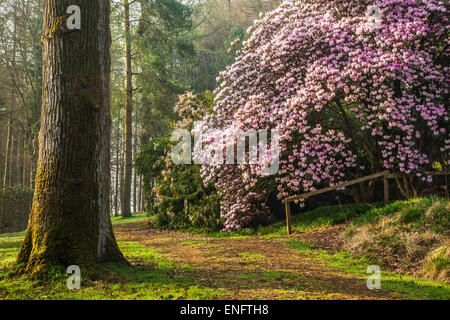 Rhododendron Oreodoxa var Fargesii Bowood Estate in Wiltshire. Stockfoto