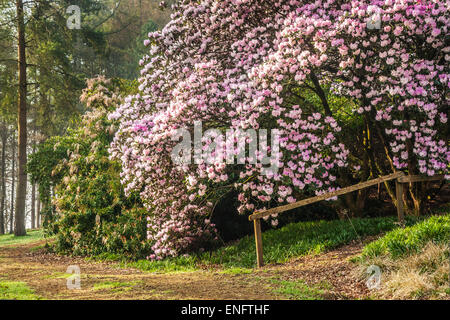 Rhododendron Oreodoxa var Fargesii Bowood Estate in Wiltshire. Stockfoto