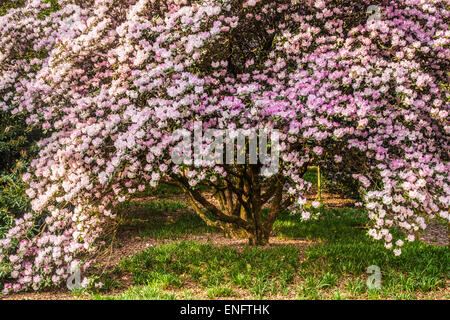 Rhododendron Oreodoxa var Fargesii Bowood Estate in Wiltshire. Stockfoto