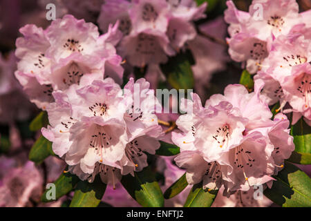 Rhododendron Oreodoxa var Fargesii Bowood Estate in Wiltshire. Stockfoto