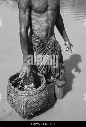 Fischer fangen kleine Fische im Schlamm neben A Reis Feld Ngapali, Myanmar Stockfoto