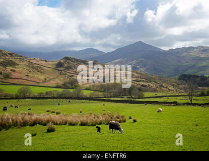 Schafe auf Birker fiel, Nationalpark Lake District, Cumbria, England UK Stockfoto