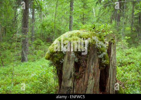 alten Baumstumpf Stockfoto