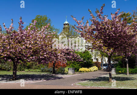 Cardiff Universitätsgebäude von Alexandra Gardens, Cathays Park, Cardiff, Wales, UK. Stockfoto