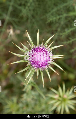 blühende Milch Distel natürlichen Blumen Hintergrund Stockfoto