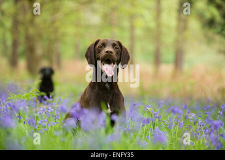 Springer und schwarzer Labrador sitzt in Glockenblumen Stockfoto