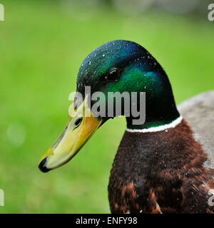 Stockente drake Stockfoto