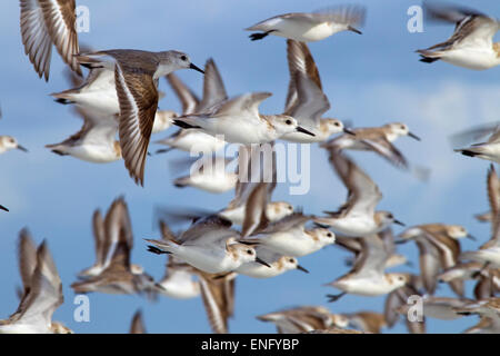 Sanderlinge Calidris Alba Fütterung auf Tideline Golf-Küste Florida USA Stockfoto