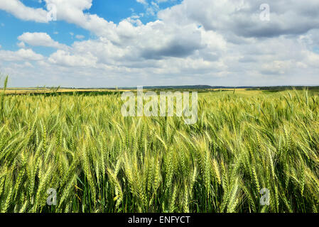 Grüne und gelbe Weizenfeld mit blauen Himmel und Wolken. Stockfoto