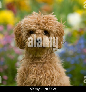 Pudel Welpen Stockfoto