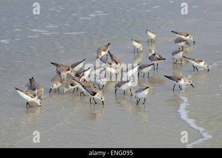 Sanderlinge Calidris Alba Fütterung auf Tideline Golf-Küste Florida USA Stockfoto