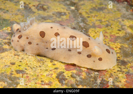 Nacktschnecken oder Meeresschnecke (Diaulula Sandiegensis) Meer von Japan, Rudnaya Pristan, Fernost, Primorsky Krai, Rußland Stockfoto