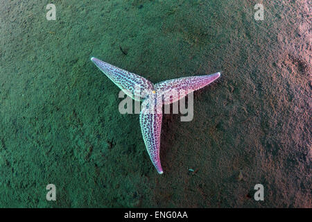 Northern Pacific Seastar oder japanische gemeinsame Seestern (Asterias Amurensis) Meer von Japan, Russland, Fernost, Primorsky Krai Stockfoto