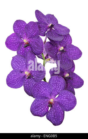 Violette Vanda Orchidee Ausschneiden Stockfoto