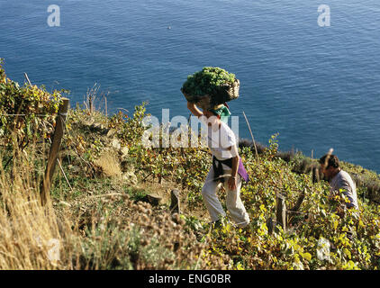 Ernte über dem Meer in den Cinqueterre, Ligurien, Italien Stockfoto