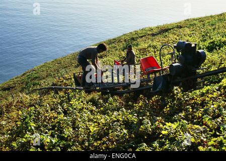 Ernte über dem Meer in den Cinqueterre, Ligurien, Italien Stockfoto