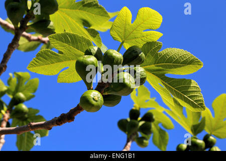 Feigen (Ficus carica) Feigenbaum Stockfoto