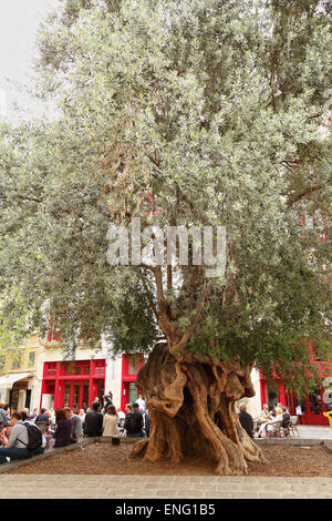 Alter Olivenbaum in Plaza de Cort, Palma De Mallorca Stockfoto