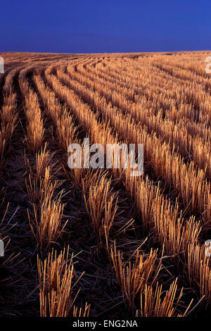 Reihen von geerntete Gerste im Feld-Hof Stockfoto