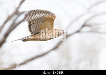 Rot-geschultert Hawk im Flug Stockfoto