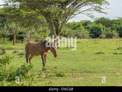 Zebroid Kreuzung ein Zebra und ein Esel Stockfoto, Bild: 125768215 - Alamy