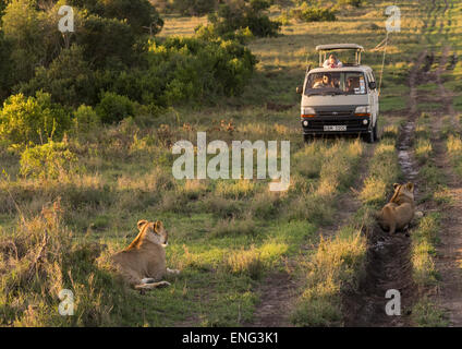 Touristen In einem Bus beobachten Löwin (Panthera Leo) vorbei In den Busch, Laikipia County, Mt Kenya National Park, Kenia Stockfoto