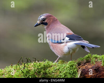 Jay, Garrulus Glandarius, in einem Waldgebiet Stockfoto