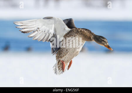 Stockente weiblich Landung im winter Stockfoto