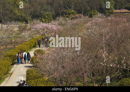 Menschen bewundern Frühling Pflaumenblüten im Mingxiaoling, das Grab von der erste Kaiser der Ming-Dynastie, Nanjing, China. Stockfoto