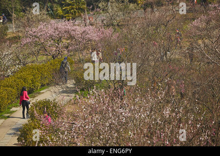 Menschen bewundern Frühling Pflaumenblüten im Mingxiaoling, das Grab von der erste Kaiser der Ming-Dynastie, Nanjing, China. Stockfoto