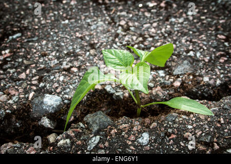 Pflanze wächst aus Riss im asphalt Stockfoto