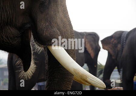 Lao Elephant Festival Sanyabouri Stockfoto