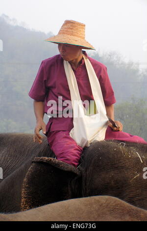 Lao Elephant Festival Sanyabouri Stockfoto