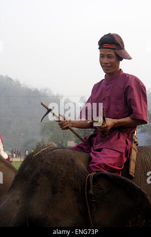 Lao Elephant Festival Sanyabouri Stockfoto