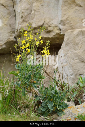 Wilde Kohl - Brassica Oleracea, wächst in Dorset Steinbruch Stockfoto