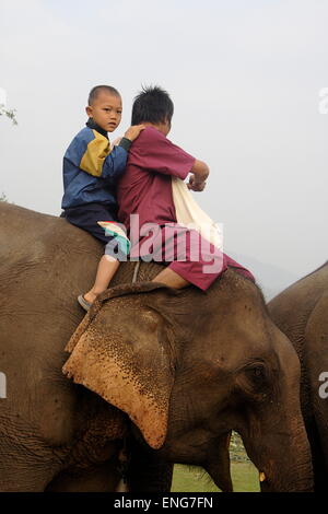 Lao Elephant Festival Sanyabouri Stockfoto