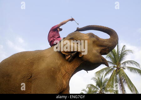Lao Elephant Festival Sanyabouri Stockfoto
