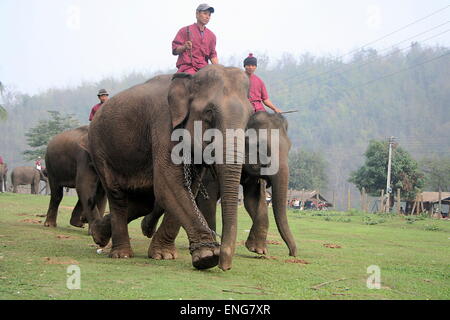 Lao Elephant Festival Sanyabouri Stockfoto