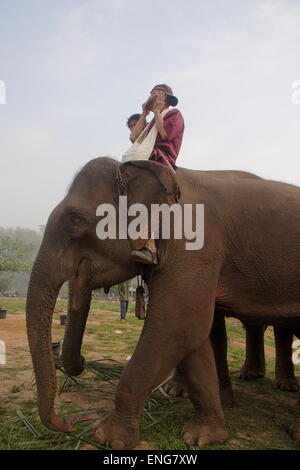 Lao Elephant Festival Sanyabouri Stockfoto