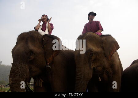 Lao Elephant Festival Sanyabouri Stockfoto