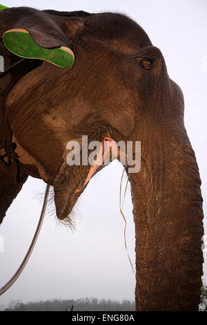 Lao Elephant Festival Sanyabouri Stockfoto